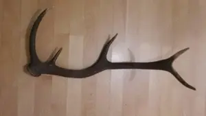 Hirsch- Rehgeweihe, Abwurfstangen, ua. Bild 4