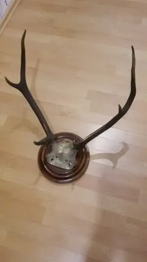 Hirsch- Rehgeweihe, Abwurfstangen, ua. Bild 3