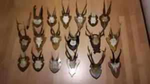 Hirsch- Rehgeweihe, Abwurfstangen, ua. Bild 2