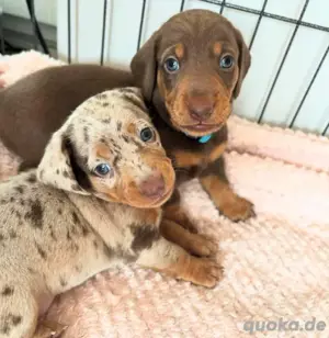 Dackel welpen