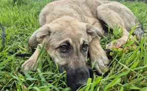 Hope blickt hoffnungsvoll in die Zukunft Bild 7