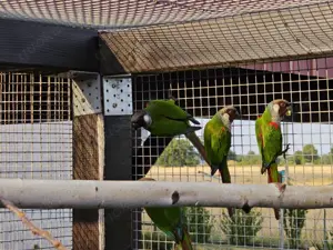 Emmas Weißohrsittiche