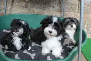 Havaneser Welpen mit Ahnentafel Bild 6