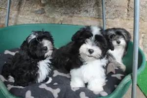 Havaneser Welpen mit Ahnentafel Bild 3