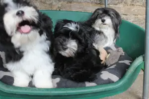 Havaneser Welpen mit Ahnentafel Bild 4