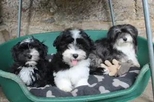 Havaneser Welpen mit Ahnentafel Bild 7