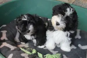 Havaneser Welpen mit Ahnentafel Bild 10