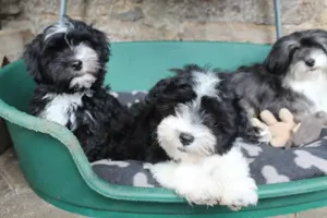 Havaneser Welpen mit Ahnentafel