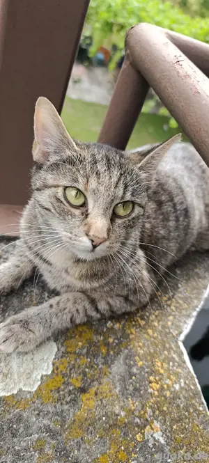 Europäische kurzhaar