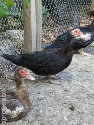 Enten (Warzenenten) abzugeben Bild 2