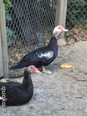 Enten (Warzenenten) abzugeben