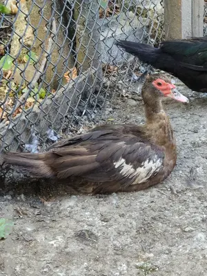 Enten (Warzenenten) abzugeben Bild 3