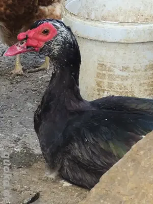 Enten (Warzenenten) abzugeben Bild 4