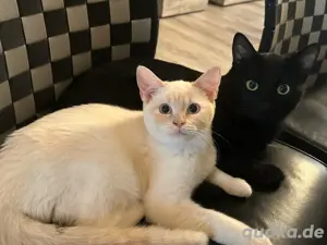 Zwei liebevolle Katzen wegen Allergie abzugeben   inkl. Zubehör