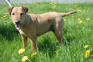 DAGGY, Foxterrier Mischlingshündin (kastriert)  SGB 290,00   