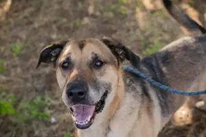 *AMIRO* - Der Rüde ist sozial und liebt die Nähe zu den Menschen 