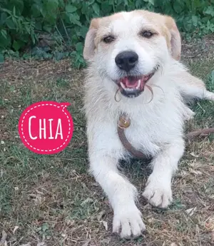 Chia, liebe und bezaubernde Parson Russel Terrier Mischlingshündin