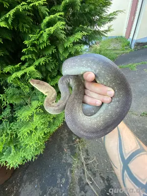 1.1 Liasis mackloti mackloti adult "selten", Timor Wasserpython