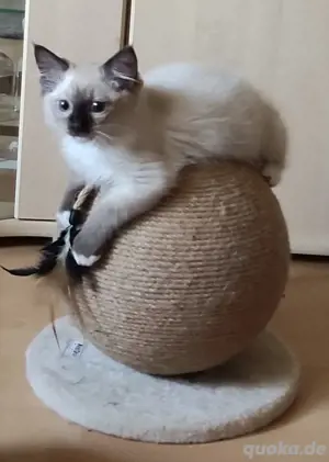 Ragdollkitten reinrassig 