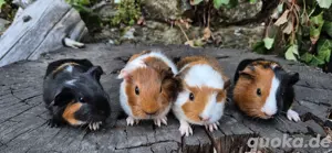 Meerschweinchen Weibchen und Männchen 