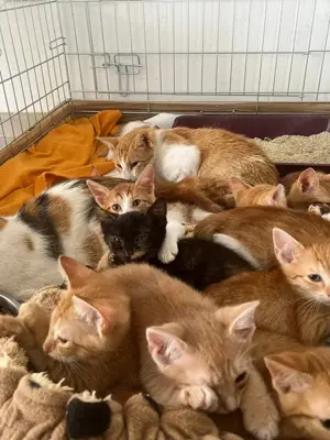 Dringend Pflegestellen für unsere Katzenkinder gesucht 