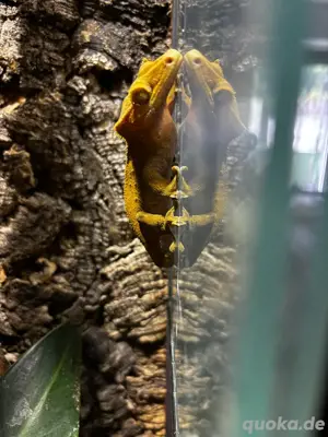 Kronengecko Männchen (Correlophus Ciliatus) 