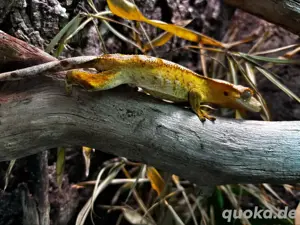 Junge Kronengecko Dame (Correlophus Ciliatus) 