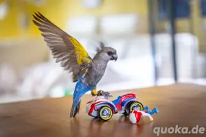 Papagei   Rüppellpapagei   Blausteißpapagei (Poicephalus rüppelli) geschl. beringt   Herkunftsnachw.