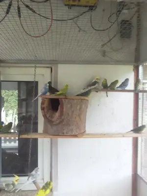 Junge Wellensittiche 