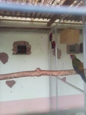 Junge Pennantsittiche