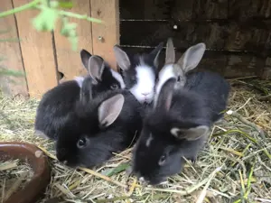 Zwergkaninchen und Löwenköpfchen 