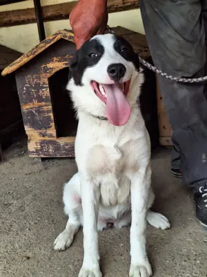 Rüde Emil stellt sich vor