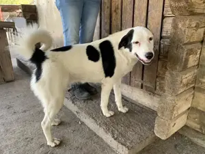 Hoppla! Hier kommt Skadi