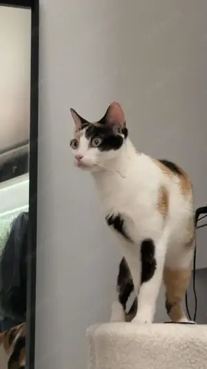 temperamentvolle Blossom  Eppstein (ALM) Bild 5