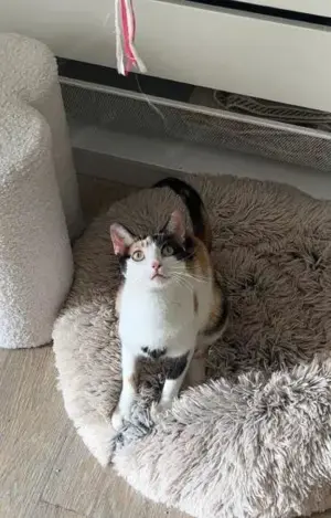 temperamentvolle Blossom  Eppstein (ALM) Bild 4