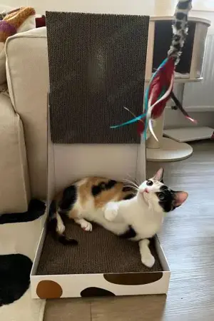 temperamentvolle Blossom  Eppstein (ALM) Bild 3