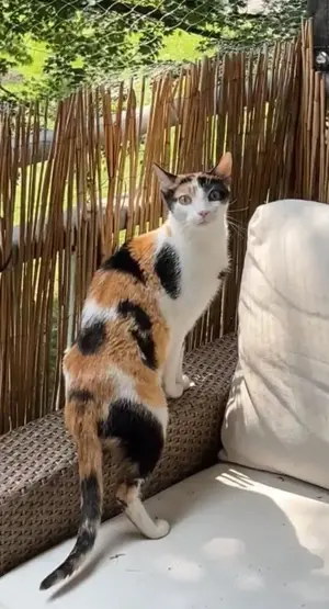 temperamentvolle Blossom  Eppstein (ALM) Bild 6