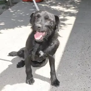 Goja, freundlicher, kluger und lieber Schnauzer Mischling Bild 3