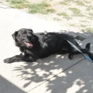 Goja, freundlicher, kluger und lieber Schnauzer Mischling Bild 5