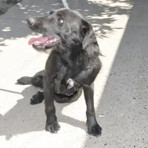 Goja, freundlicher, kluger und lieber Schnauzer Mischling Bild 4