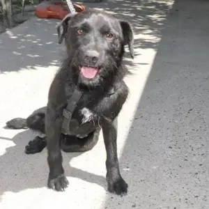 Goja, freundlicher, kluger und lieber Schnauzer Mischling Bild 2