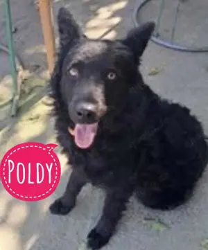 Poldy, liebe, brave und katzenfreundliche Kroatische Schäferhündin