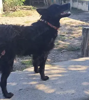 Poldy, liebe, brave und katzenfreundliche Kroatische Schäferhündin Bild 3