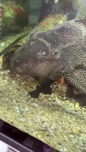 Welse, verschiedene Größen und Alter abzugeben 