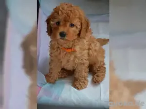 Cavapoo mini welpen Bild 2
