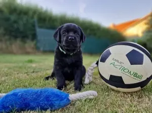 Wunderschöneee Labrador retriever welpen!!