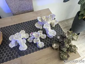 Meerwasser   Aquarium Zubehör 