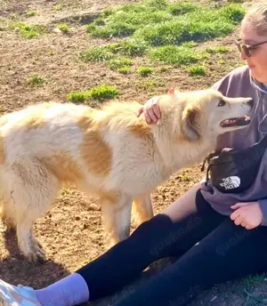 Henry ist verträglich und menschenbezogen