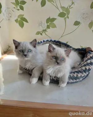 Ragdoll-Kätzchen (männlich und weiblich)