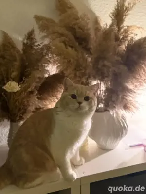  reinrassiger BHK Deckkater 